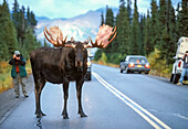 Ein Elchbulle blockiert den Verkehr auf der Hauptparkstraße im Denali-Nationalpark, Alaska