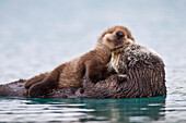 Female Sea Otter With Newborn Pup Riding On Her Stomach, Prince William Sound, Southcentral Alaska, Winter
