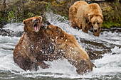 Zwei Braunbär-Männchen kämpfen mit Wasserspritzen, während ein drittes Männchen zuschaut, in der Nähe der Brooks Falls, Brooks Camp, Katmai National Park, Südwest, Alaska, Sommer