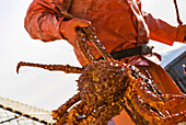 Ein Krabbenfischer trägt eine braune Krabbe in den Laderaum der F/V Morgan Anne während der kommerziellen Krabbenfischerei in Icy Straight im Südosten Alaskas
