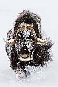 In Gefangenschaft: Moschusochse im Schnee, Alaska Wildlife Conservation Center, Süd-Zentral-Alaska, Winter