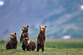 4 junge Braunbärenjunge stehen zusammen auf der Tundra im Katmai National Park im Südwesten Alaskas Sommer