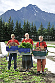 Pickers Carry Full Crates Of Vegetables At An Organic Farm In The Matanuska Valley Near Palmer, Southcentral Alaska, Summer