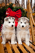 Siberian Husky-Welpen in traditionellem Hundeschlitten aus Holz mit Weihnachtskranz, Alaska