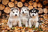 Siberian Husky Puppies Sit In Autumn Leaves In Front Of A Stack Of Firewood Logs, Alaska