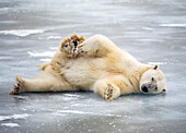 Polar Bear Lying On Back Churchill Manitoba Canada