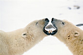 Polar Bears Kissing Cape Churchill Manitoba Canada Winter Portrait