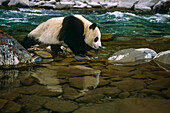 Großer Panda beim Überqueren des Flusses in China