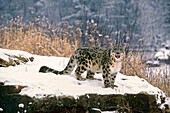 Snow Leopard On Snowy Ledge