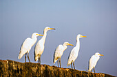 Line of cattle egret (bubulcus ibis); Gokarna karnataka india