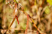 Rote Libelle in einem Wald in der Nähe von Madikeri; Kodagu state karnataka india
