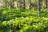 Kaffeeplantage in einem Wald in der Nähe von Madikeri; Kodagu state karnataka india