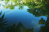 Palm trees reflected in tranquil water; Bangladesh