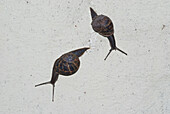 Two snails on a wall; Clovely, north devon, england