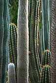 Nahaufnahme eines Details der Kaktuspflanzen im Majorelle-Garten; Marrakesch, Marokko