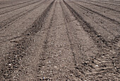 Crop field with no harvest and dry soil; Happy valley, coulsdon, surrey, england