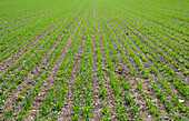 Crop growing in a field; Happy valley, coulsdon, surrey, england