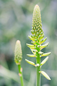 Aloe vera flower; Tropenhaus wolhusen switzerland