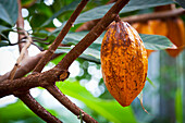 Cacao plant; Tropenhaus wolhusen switzerland