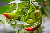 Grüner Chili mit roter Spitze; Tropenhaus wolhusen switzerland