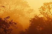 Nebliger Sonnenaufgang über Baumkronen; Verla canca goa indien