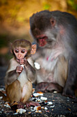 A monkey and its mother eating together; Darjeeling west bengal india