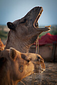 Ein Kamel mit weit geöffnetem Maul; Jaisalmer, Indien