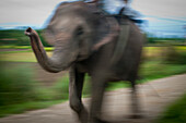 Motion blur of an elephant walking down a rural road with a passenger on it's back; Chitwan nepal