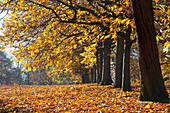 Autumn colours in Greenwich Park with backlit trees; London England