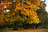 Autumn colours in Greenwich Park; London England