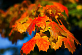 Autumn leaves in Greenwich Park; London England