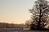Wintermorgen auf einem Bauernhof; Kent England