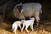 Mutterschaf und neugeborene Frühlingslämmer auf einem Bauernhof; Kent England