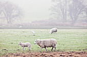 Weidende Schafe in einem nebligen Feld