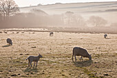 Sheep grazing on a frosty field in the fog