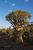 Köcherbaum bei Sonnenaufgang; Namibia