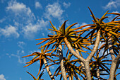 Quiver tree leaves with cirrocumulus floccus against a blue sky with clouds; Namibia