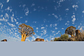 Köcherbaum mit Cirrocumulus floccus; Namibia