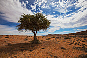 Akazienbaum in der Wüste; Klein-aus vista namibia
