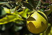 Lemon growing on a tree with leaf shadows; Klein-aus vista namibia