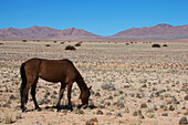 Ein wildes Pferd in der Wüste; Garub Namibia