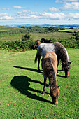Dartmoor-Ponys; Devon, England