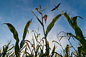 Corn Leaves With Goose Flying Overhead; Belgium