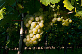 Piesporter Grapes On The Vine, Mosel Valley; Rhineland-Palatinate, Germany