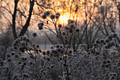 Glühender Sonnenuntergang im Winter mit gefrorenen Bäumen und Pflanzen im Vordergrund; Gloucester, England