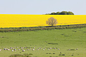 Schafe und Felder mit gelbem Raps in der typisch englischen Hügellandschaft um das Dorf Kingston Deverill; West Wiltshire, England