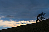 Silhouette einer Frau, die bergab geht, vorbei an einem knorrigen Baum in der Nähe von Golden Cap an der Jurassic Coast; Seatown, Dorset, England