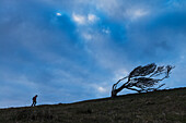 Silhouette einer Frau, die bergauf geht, vorbei an einem knorrigen Baum in der Nähe von Golden Cap an der Juraküste; Seatown, Dorset, England