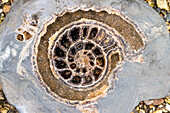 Detail eines kristallinen Ammoniten, gefunden am Strand von Lyme Regis, Juraküste; Dorset, England