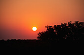 Orange Sunrise With A Row Of Dark Trees; Puglia, Italy